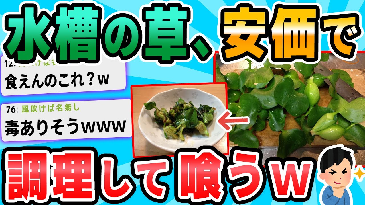 【2ch面白いスレ】水槽の水草を安価で喰うｗｗｗ