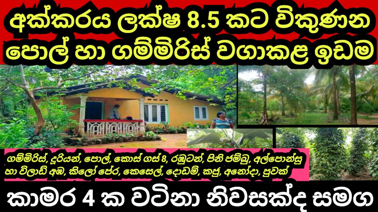 අක්කරය ලක්ෂ 8.5 කට විකුණන පොල් හා ගම්මිරිස් වගාකළ ඉඩම | Coconut land | Aduwata idam | House for sale