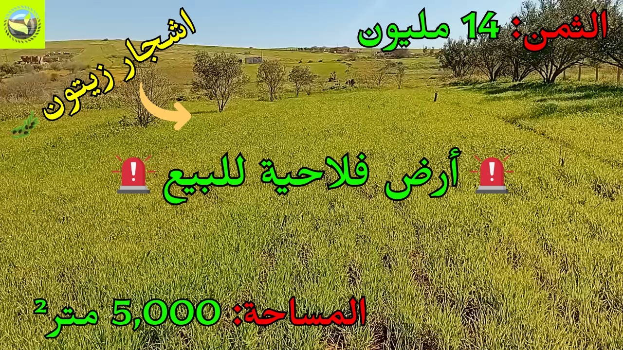 للبيع أرض جميلة 5.000م² بخميس آيت يادين بملكية عدلية وتتوفر على أشجار زيتون في موقع ممتاز 🌳