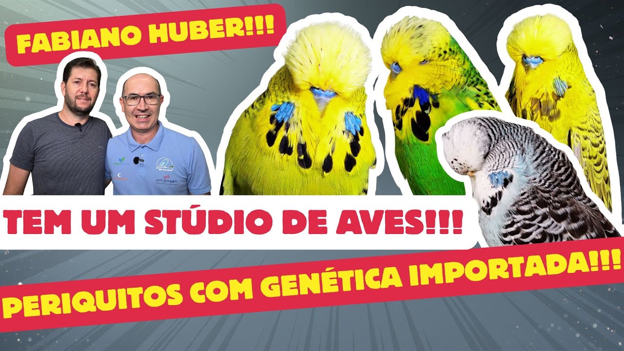 VOCÊ  VAI VER UM ESPETÁCULO!! GRAVAMOS AVES COM GENÉTICA IMPORTADA!!!