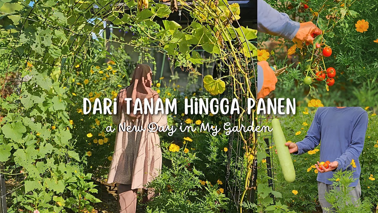 Ep16. Merawat kebun dan panen di halaman rumah