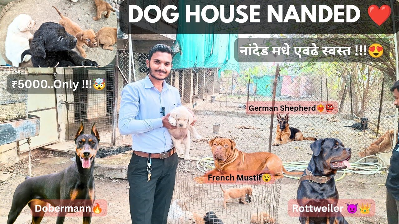 | Dog Breeds For Sale | डॉग शॉप नांदेड | Dog Kennel | Pet Shop Nanded | Pet Shop😍