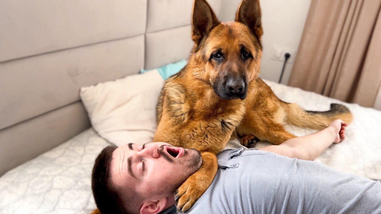 How it is to be the Owner of a German Shepherd [Try Not To Laugh]