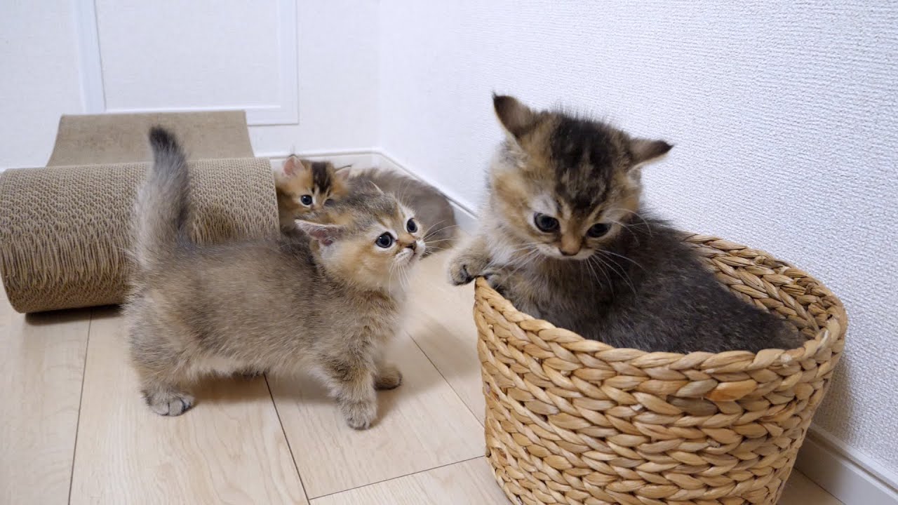 Cute kitten Maro trying his best not to get involved in a sibling fight