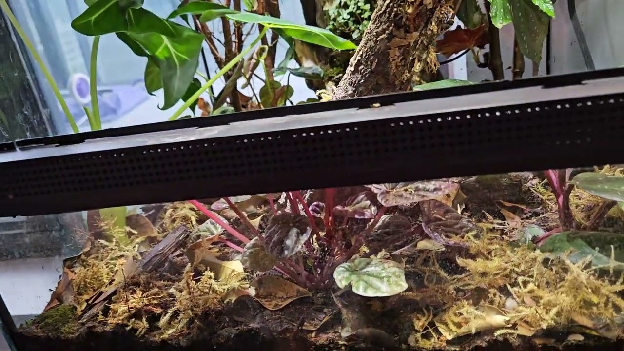 Last Bioactive Terrarium Update (6Weeks)