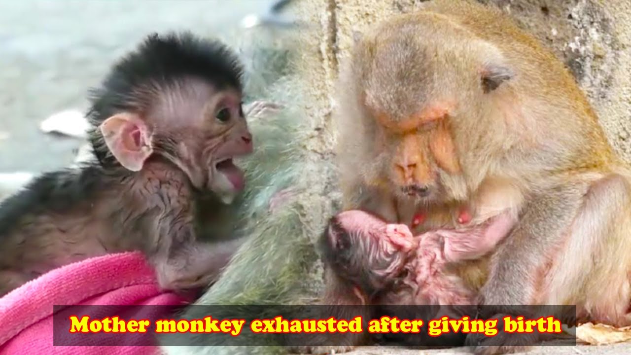 The separation scene between an old female monkey and a newborn monkey is heartbreaking to watch!