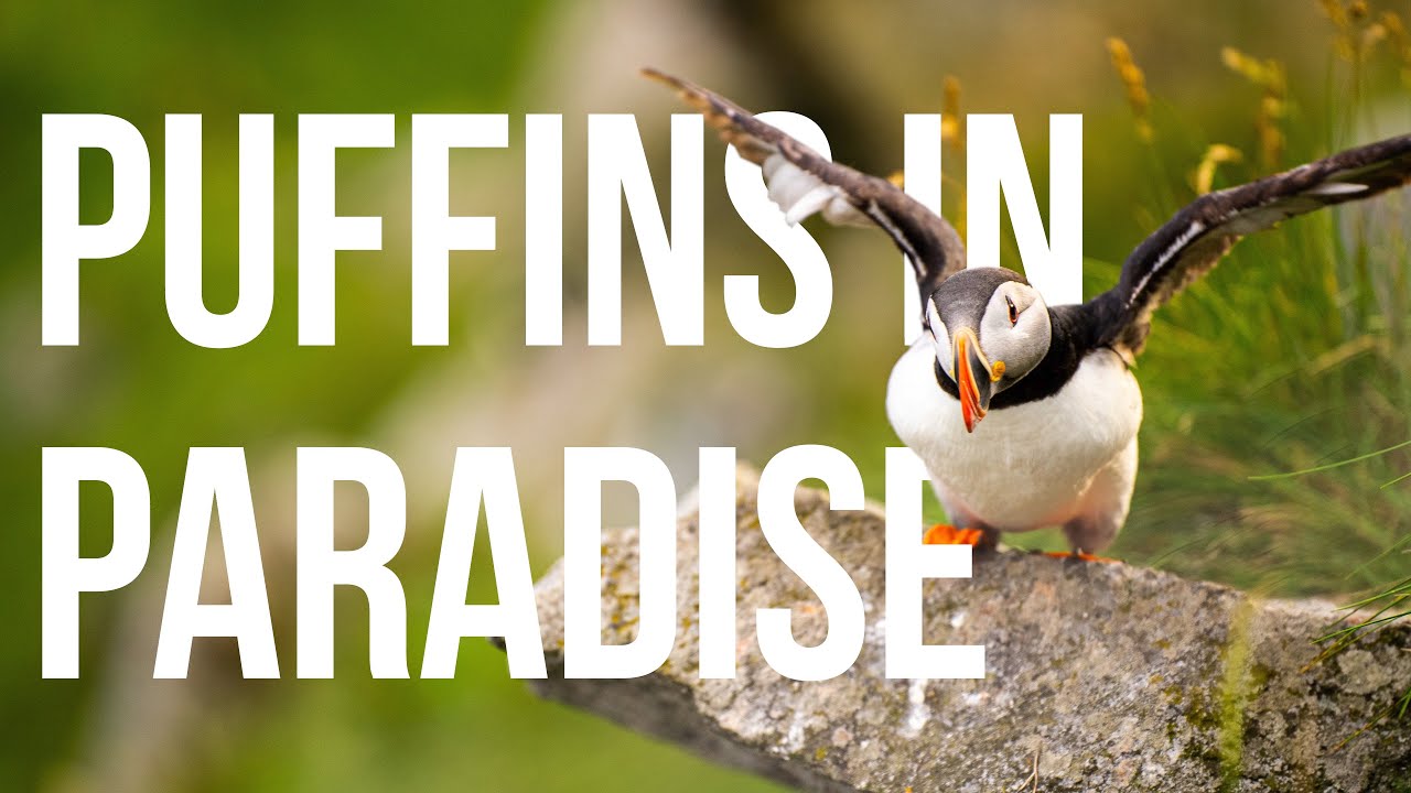 Thousands of Puffins on the Island Paradise of Runde, Norway