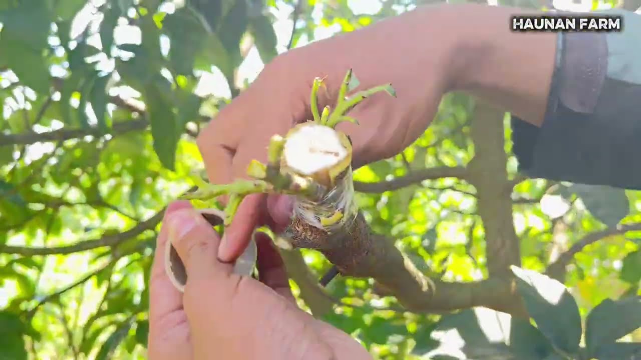Cara Meningkatkan Keberhasilan Top Working | AVOCADO TOP WORKING 