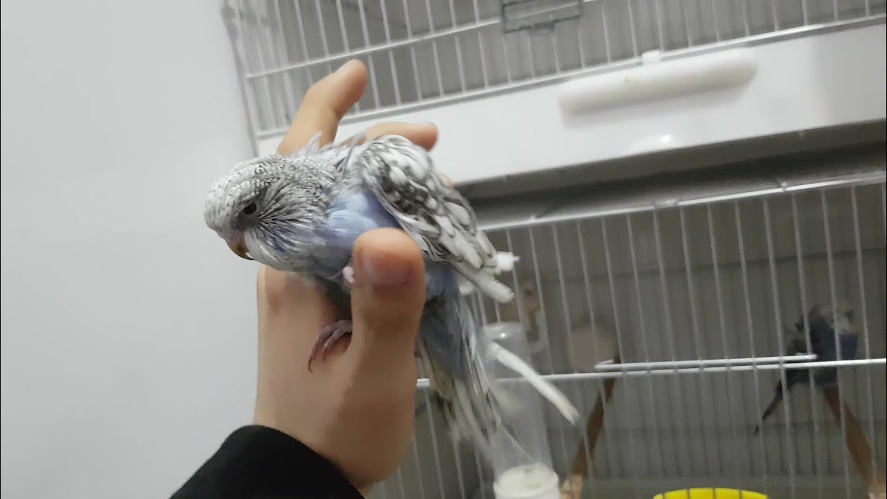 Pet shop turu Nevşehir'in en büyük kuşcusu japonesler, tepeliler,kakadu ve daha fazlası:)