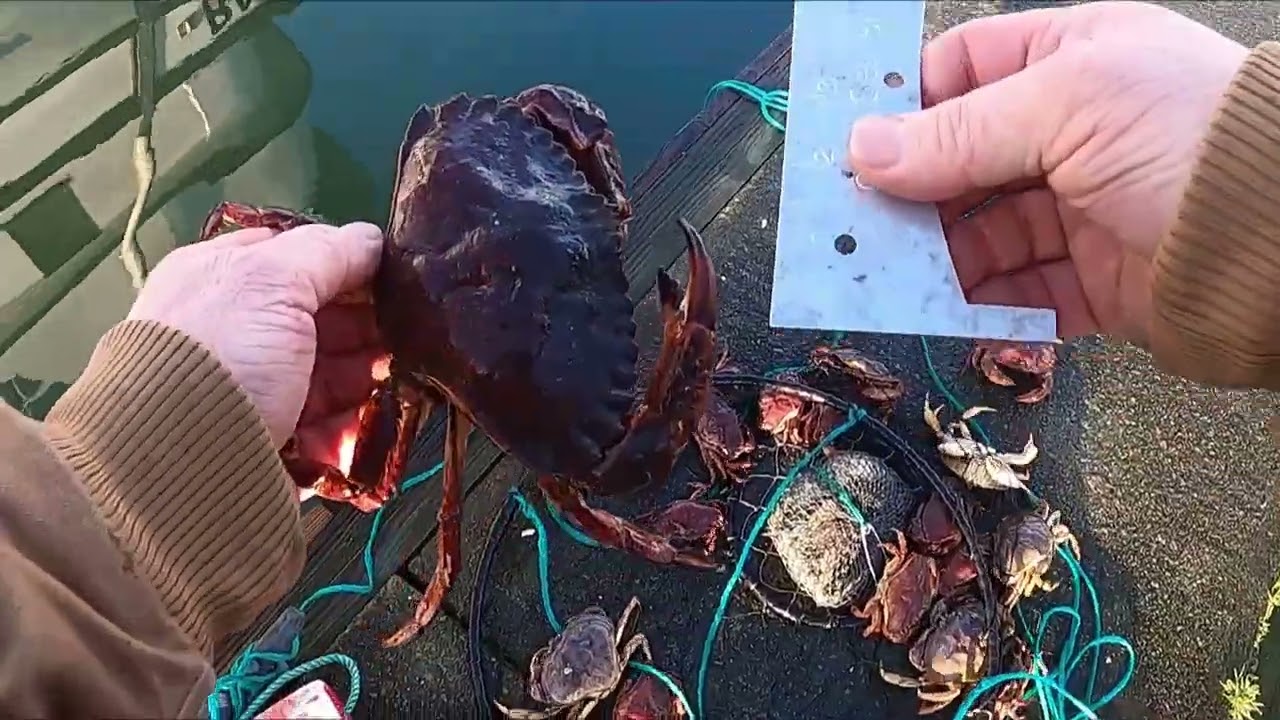 Crabbing For Redrock Crab Redemption Take Two