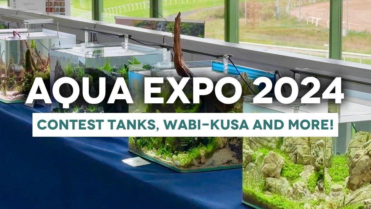 Discover the Aqua Expo 2024 with all its beautifully planted aquascapes and aquariums!