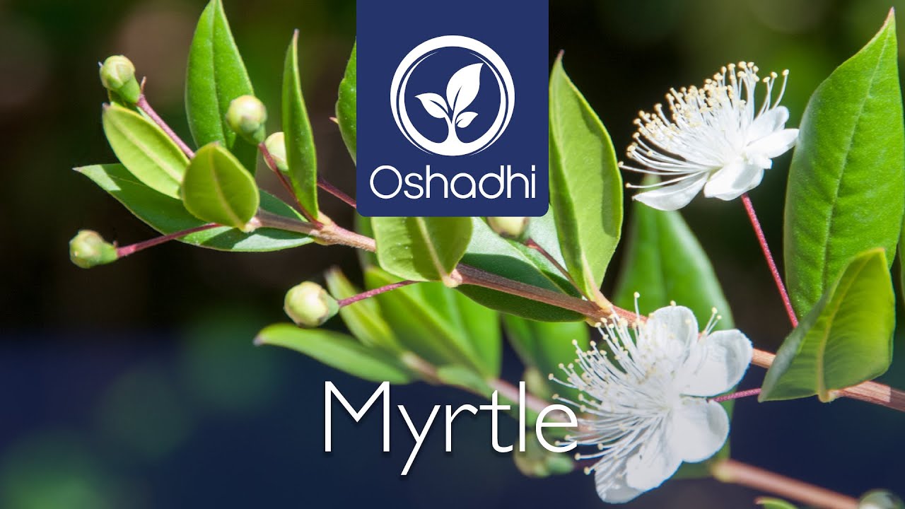 Myrtle (Myrtus communis) | Essential-Oil-Plant Portrait by Dr. Malte Hozzel