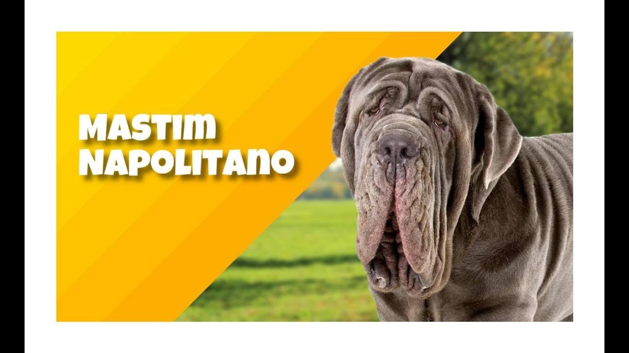O MASTIM NAPOLITANO - Cinobras TV - Tudo sobre Cinofilia.