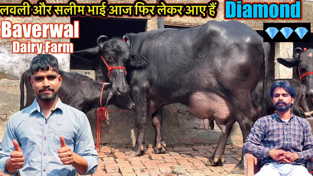 लवली और सलीम भाई आज फिर लेकर आए शानदार भैंसे Baverwal Dairy Farm 