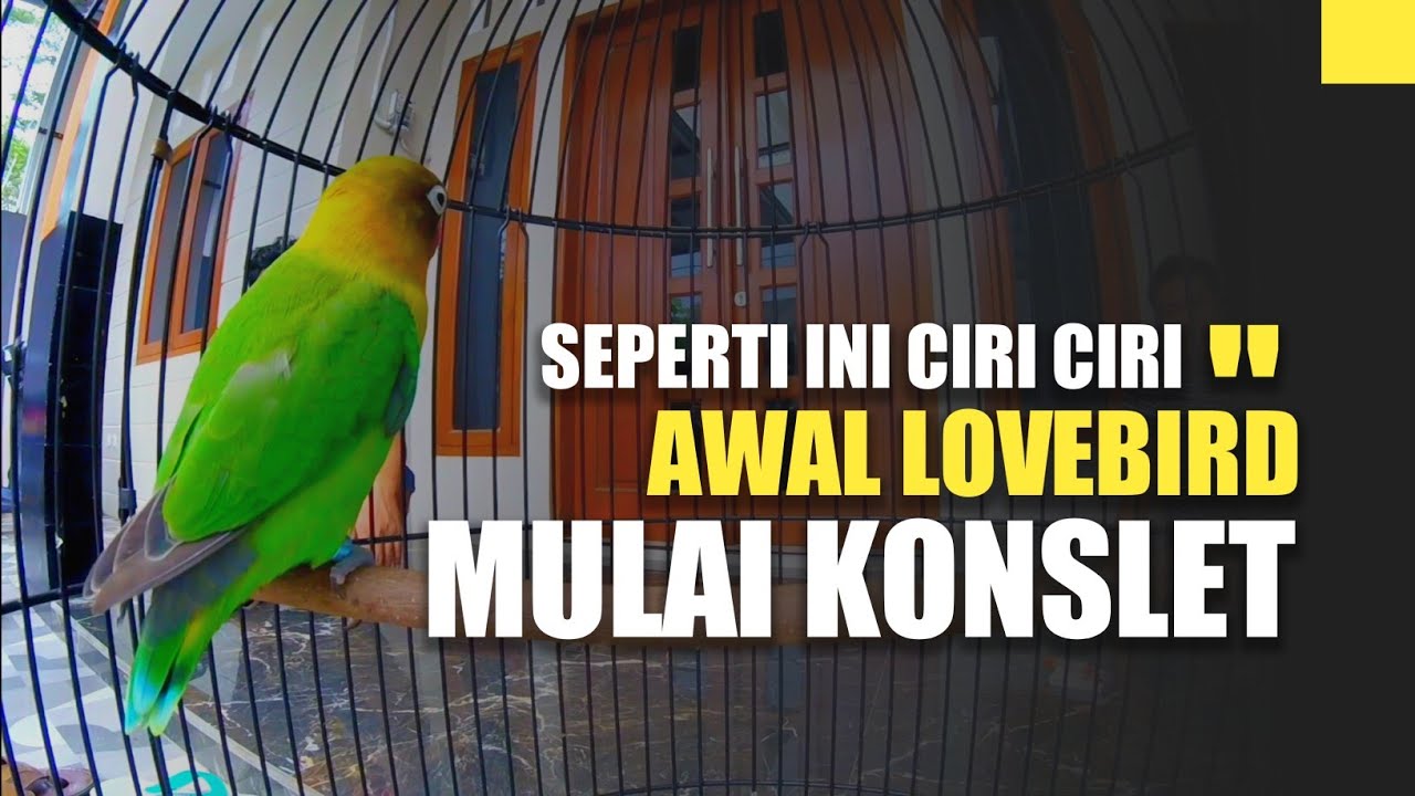 AWAL LOVEBIRD MULAI KONSLET !!