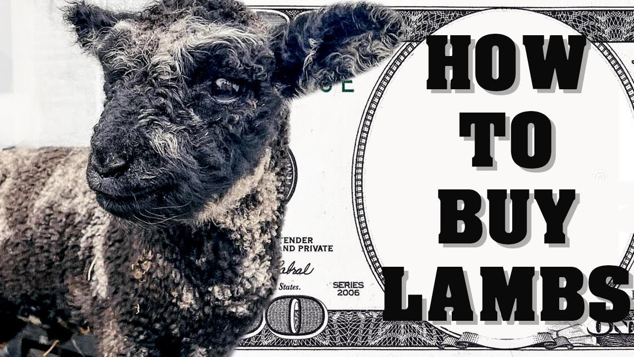 Guide To Buying Lambs // Rare Miniature Sheep