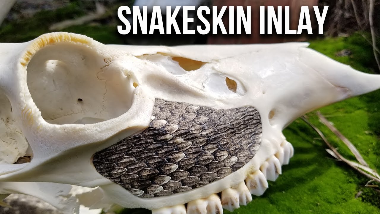 How To Inlay Snakeskin on a Skull! (and other surfaces)