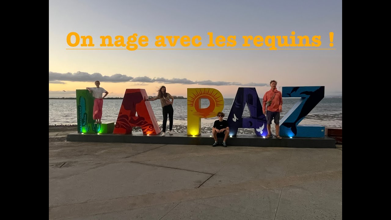 On nage avec les Requins !