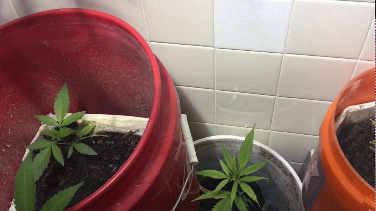 Grow and How Seed Grow Cannabis GRAND DADDY PURPLE CROSS breeding
