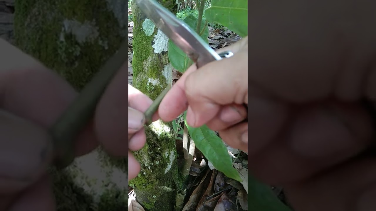Cacao  chupon/orthotropic shoots grafting for more clones of cacao