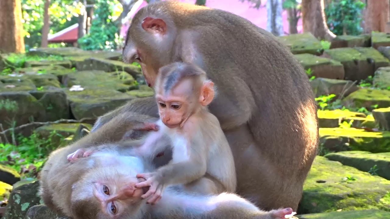 So Funny Mom Monkey Sleeping Baby Monkey Relaxing Playing  And Happy Animal Live 