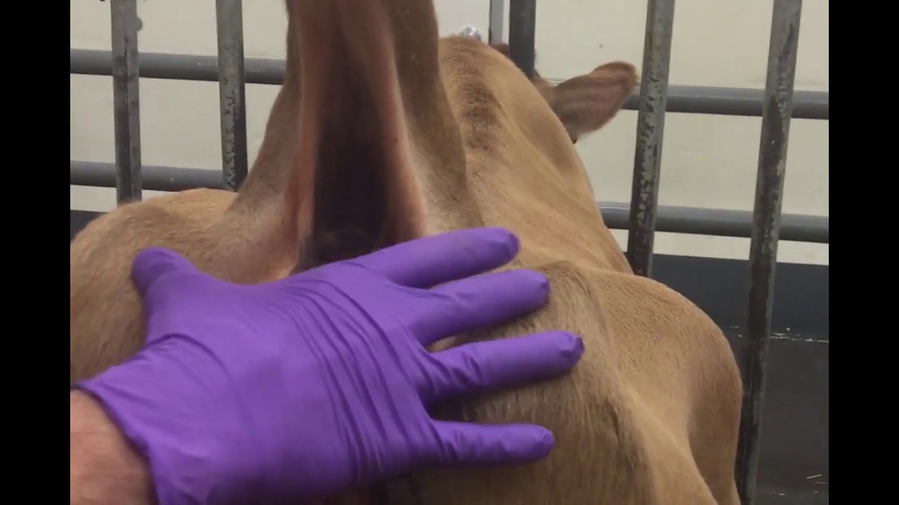 TB Intradermal Injection