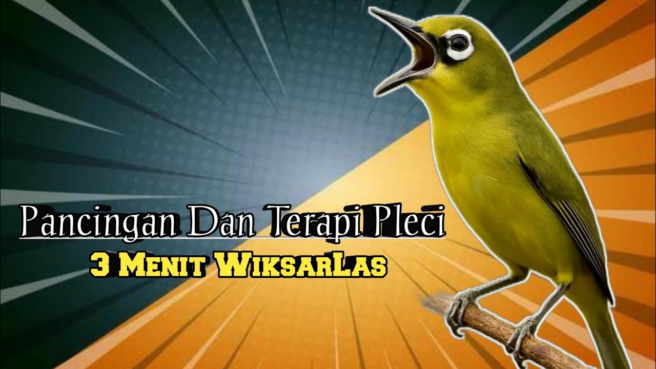 PLECI DAKBAL GACOORR ‼️ Terapi Pleci Agar Rajin Buka Paruh #pleci #pancinganpleci #birds 