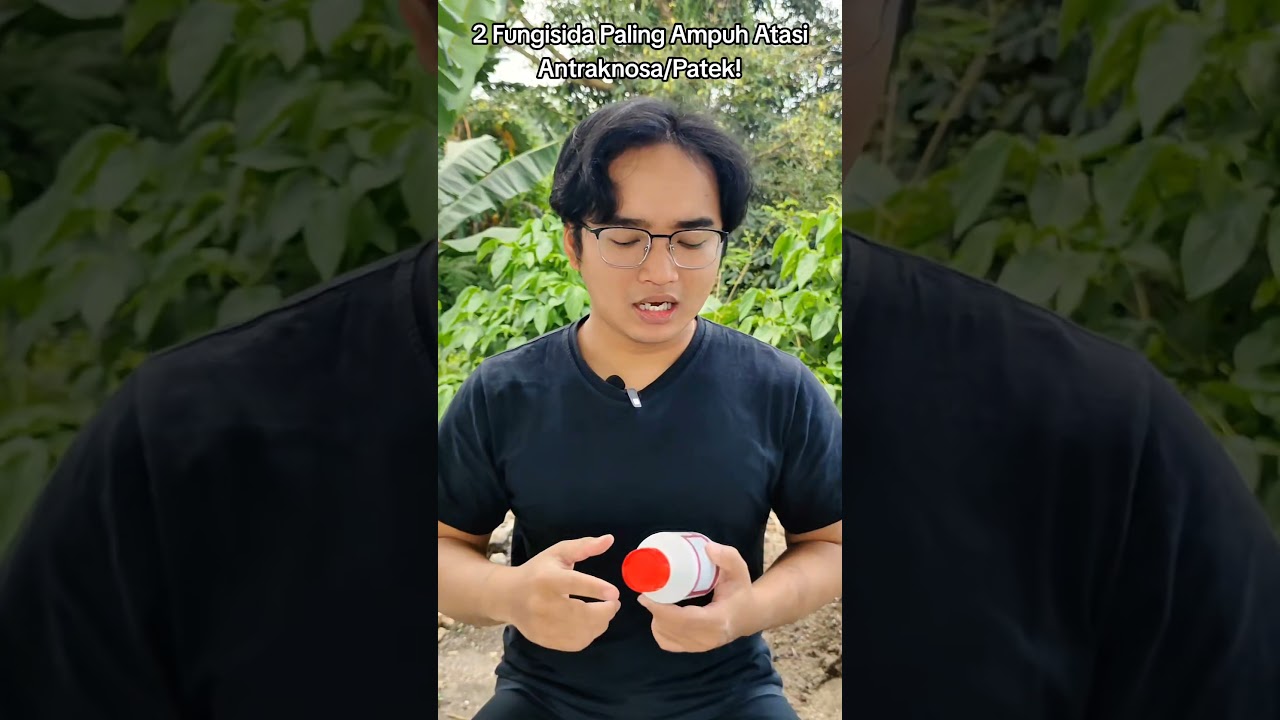 Fungisida Paling Ampuh Basmi Antraknosa Cabai #cabe #petanicabai #antraknosa #benihonline