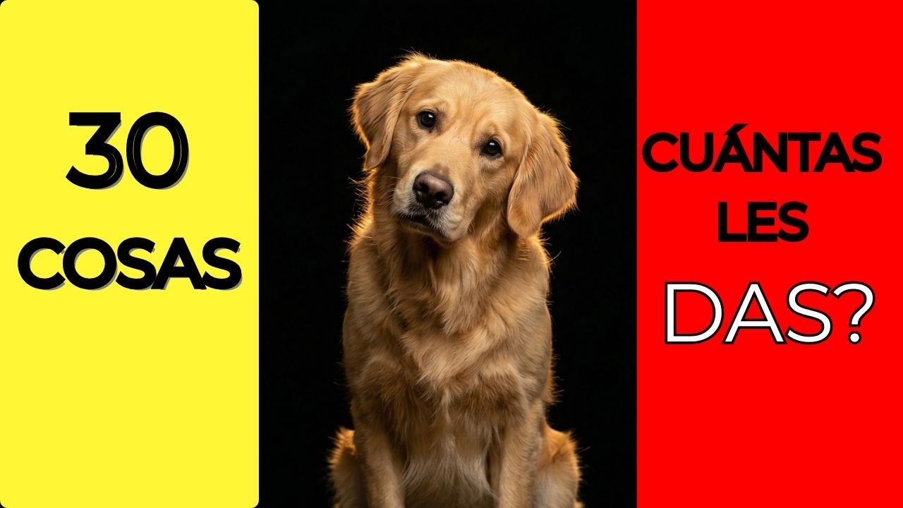 30 cosas que tu perro nesecita.Llegas a 10? Psicologia Canina.