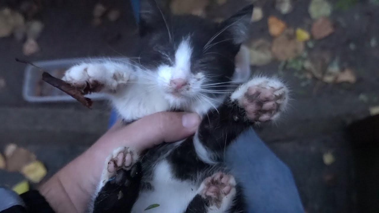 Two bowls of food for kittens