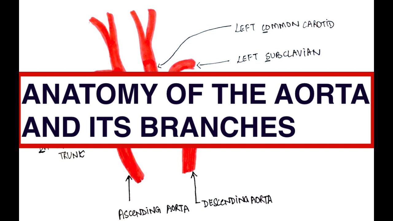 Coarctation, Aortic Dissection, Subclavian steal, Differential Cyanosis | USMLE | MCQ | Anatomy