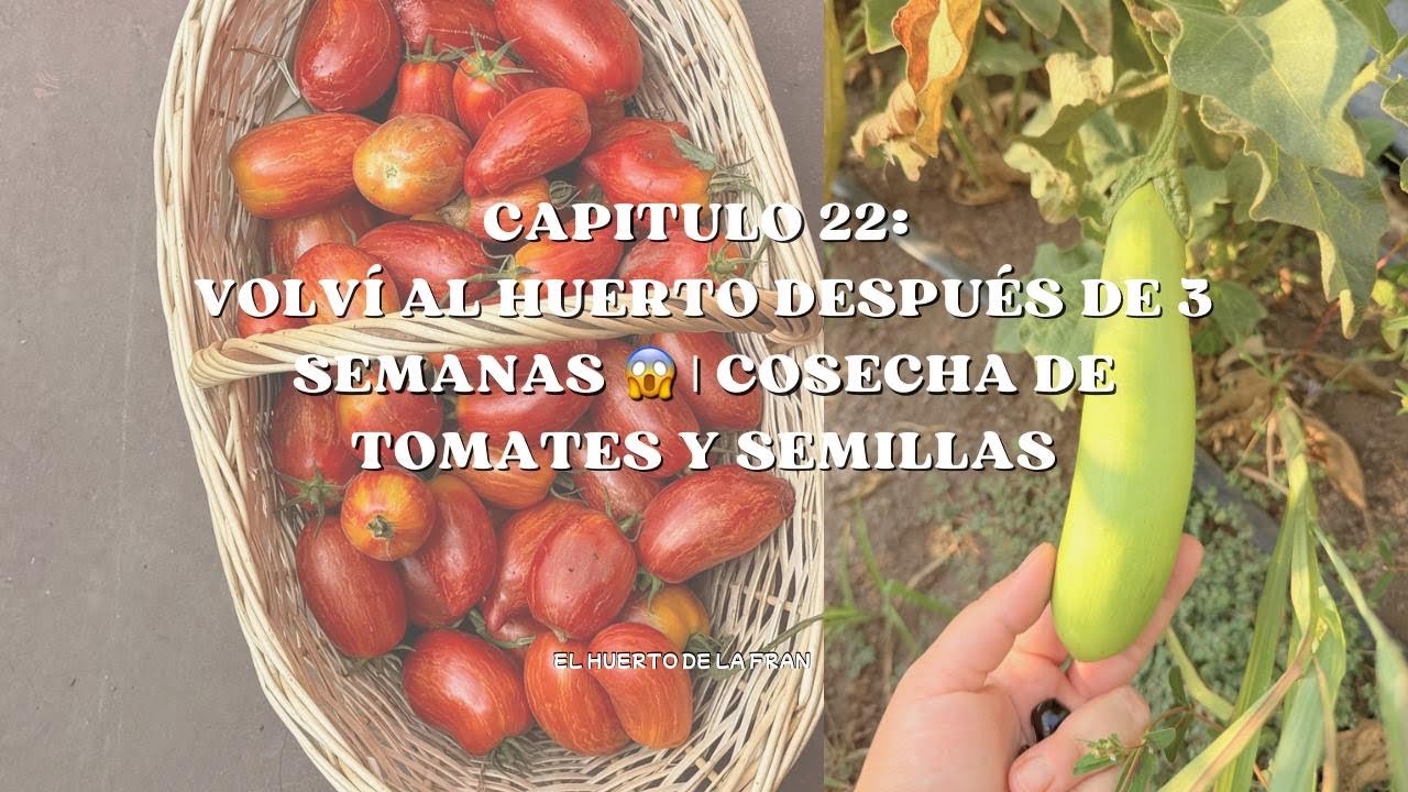  Volví al huerto después de 3 semanas 😱 | Cosecha de tomates, salsas y semillas 🍅🥫