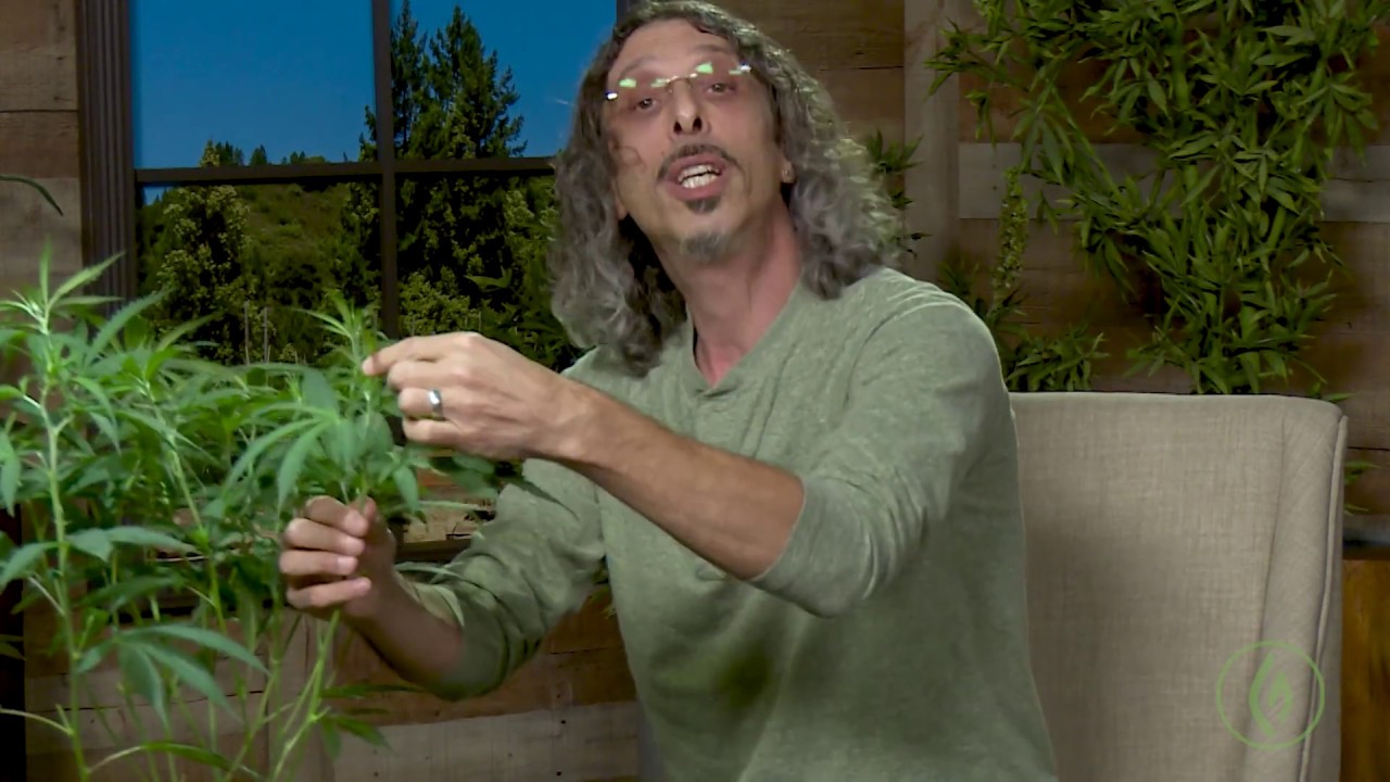 Cannabis Super-Cropping: Kyle Kushman's 