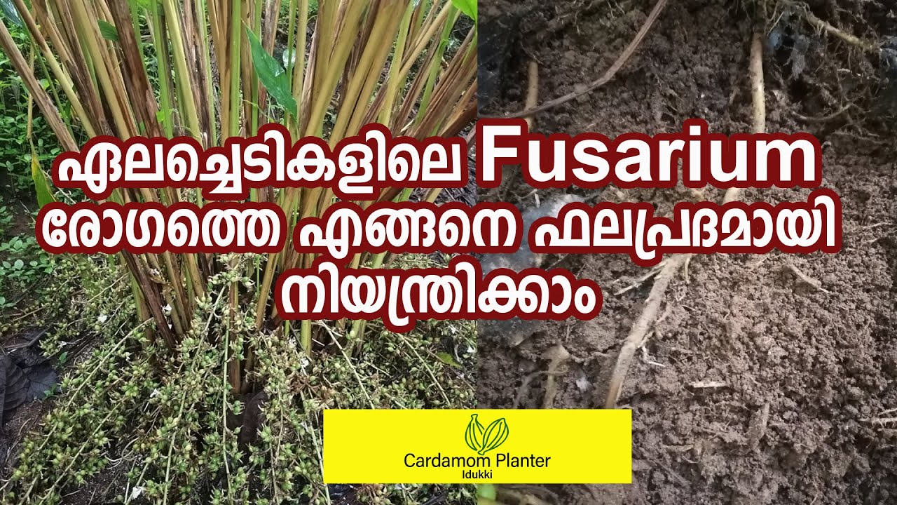 ഏലച്ചെടികളിലെ Fusarium രോഗത്തെ എങ്ങനെ ഫലപ്രദമായി നിയന്ത്രിക്കാം#ഏലം #cardamom#cardamomfarming