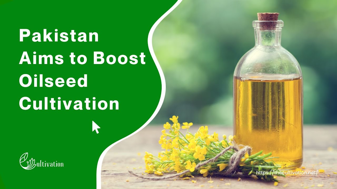 Pakistan Aims to Boost Oilseed Cultivation