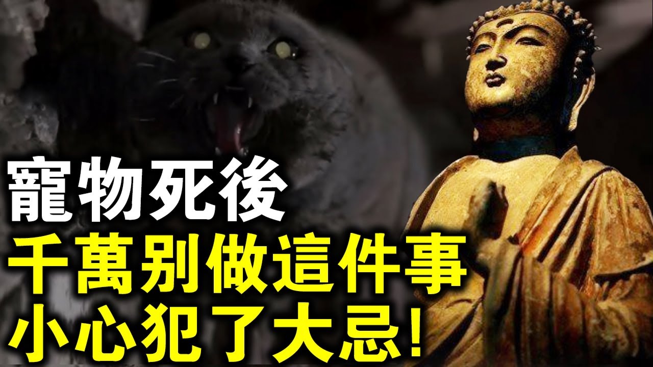 如果家中寵物離世，千萬別做這件事，小心犯了大忌！佛弟子真確做法教學