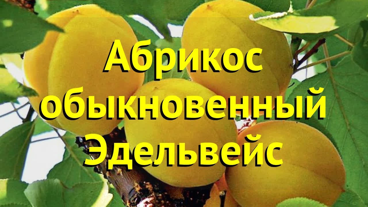 Абрикос обыкновенный. Краткий обзор, описание характеристик, где купить крупномеры эдельвейс