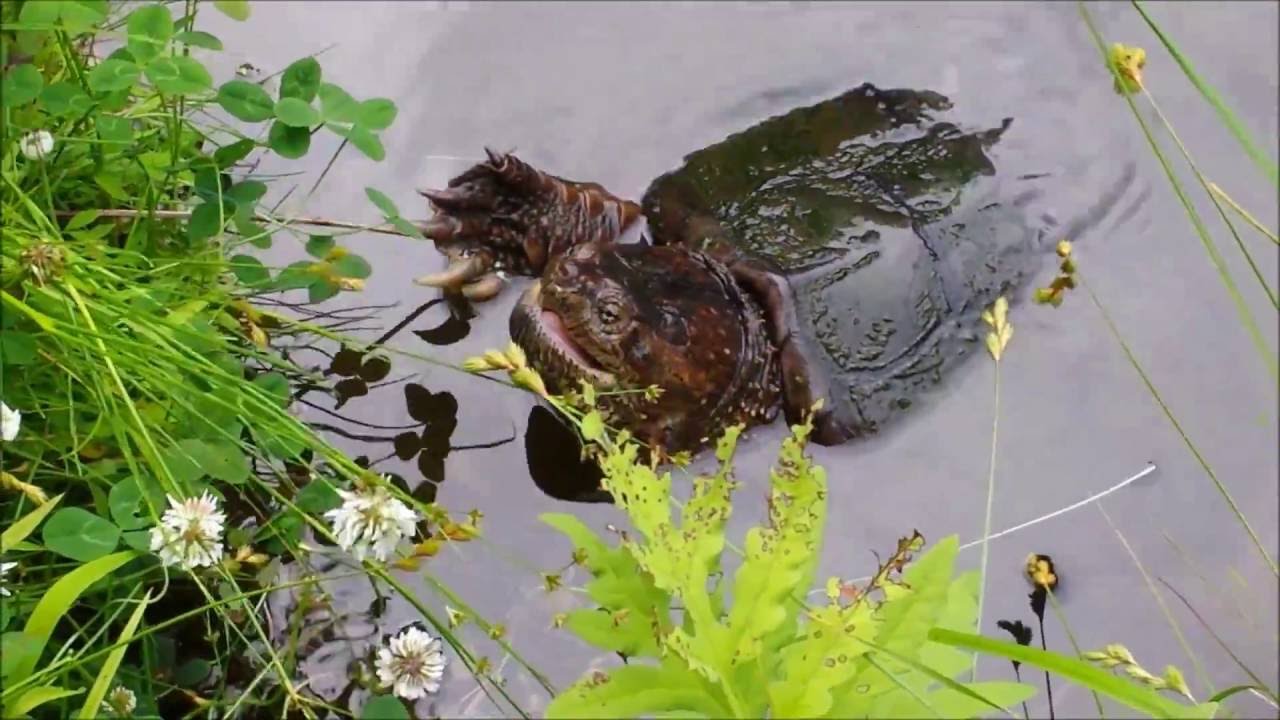Big Snapping Turtle Caught in Fishing Line