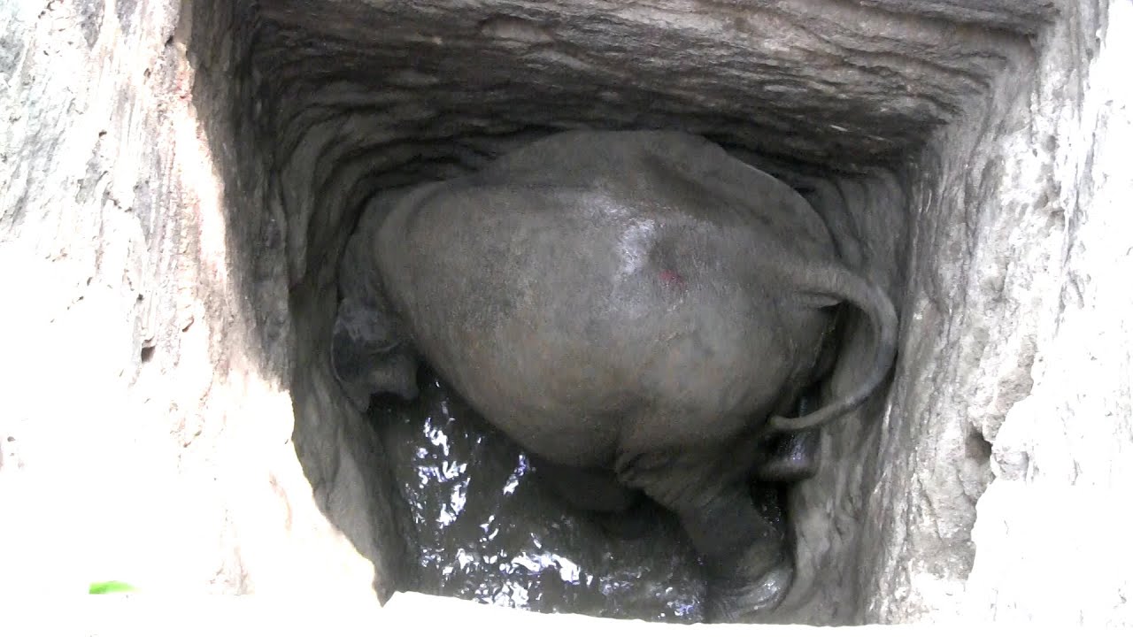 Humanidad Restaurada: Lucha a Vida o Muerte. Aldeanos Salvan Elefante de Pozo Mortal.