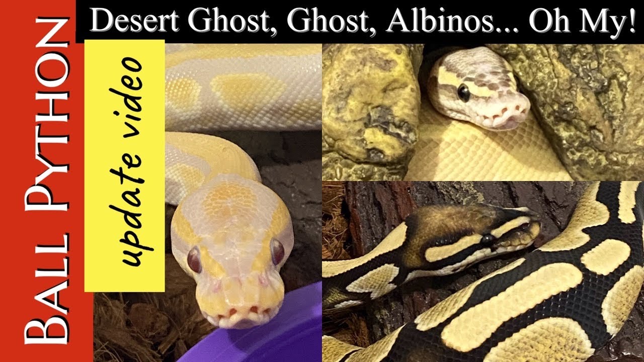 BALL PYTHON UPDATE:  Part 2