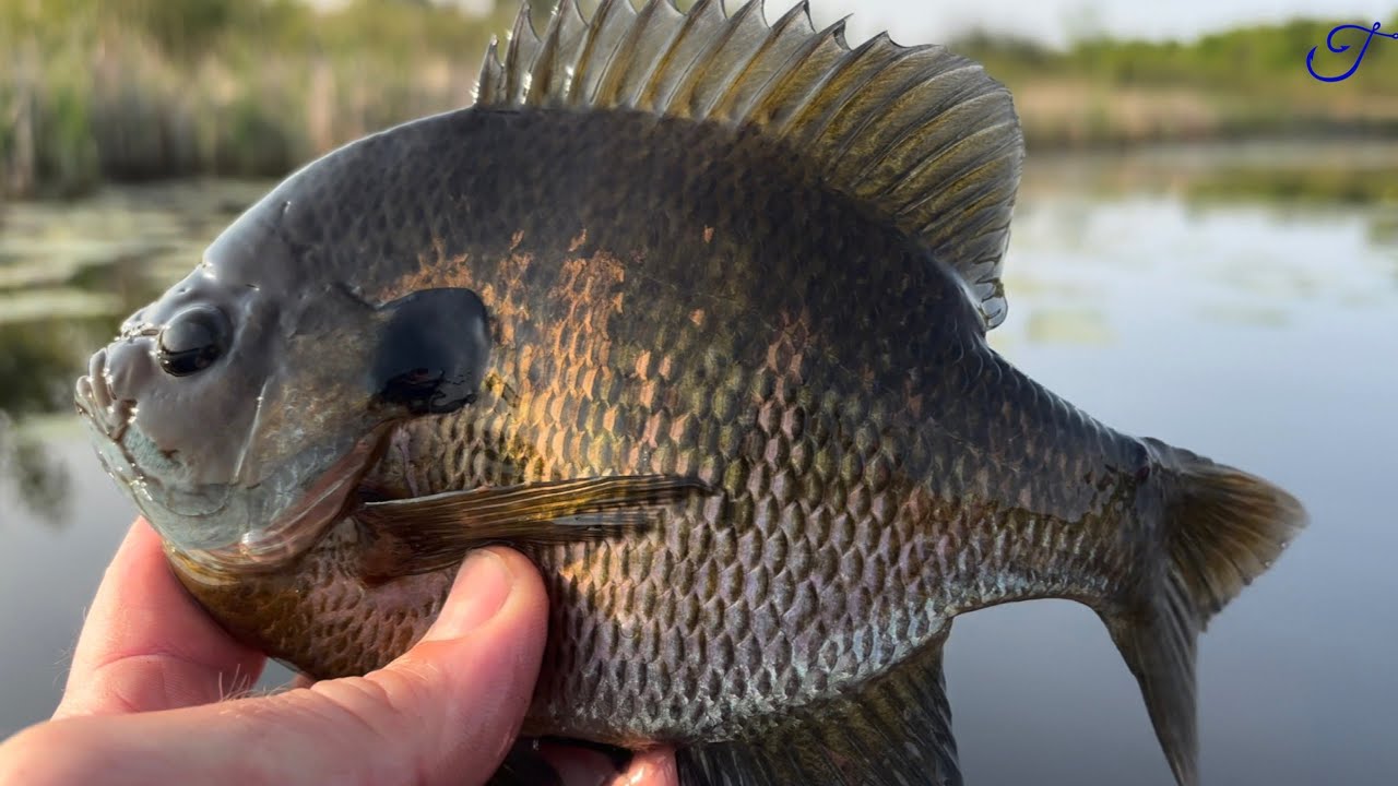 Is this the first fish species you caught? - Quest Ep. 2: Bluegill (Lepomis macrochirus)