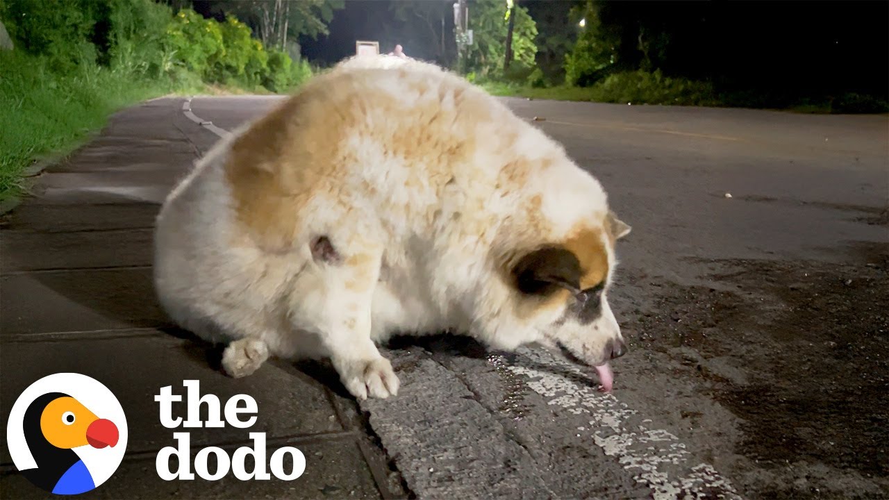 81-Pound Street Dog Goes On A Weight Loss Journey | The Dodo