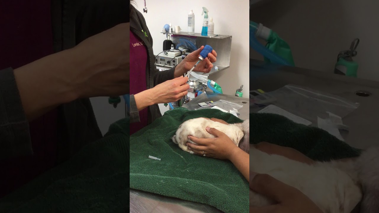 SubCutaneous injections in a rabbit