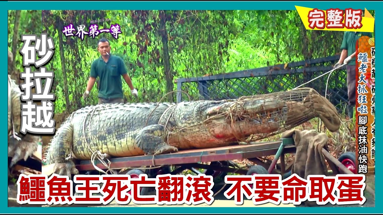 【#砂拉越】魚皇忘不了/鱷魚王死亡翻滾 獵人不要命取蛋/客家加飯菜擂茶/ 牙齒拉車 鋼牙哥阿安加碼 ｜《世界第一等》544集完整版 唐振剛 #Sarawak