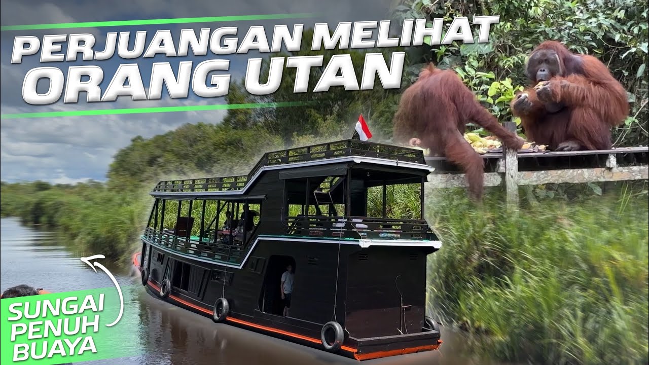 TERHARU! LIHAT ORANGUTAN DI HABITAT ASLI MEREKA‼️Taman Nasional Tanjung Puting