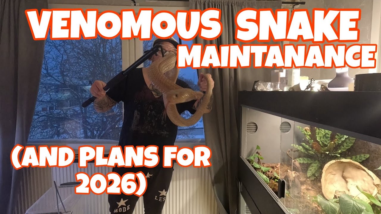 VENOMOUS SNAKES AND FUTURE PLANS