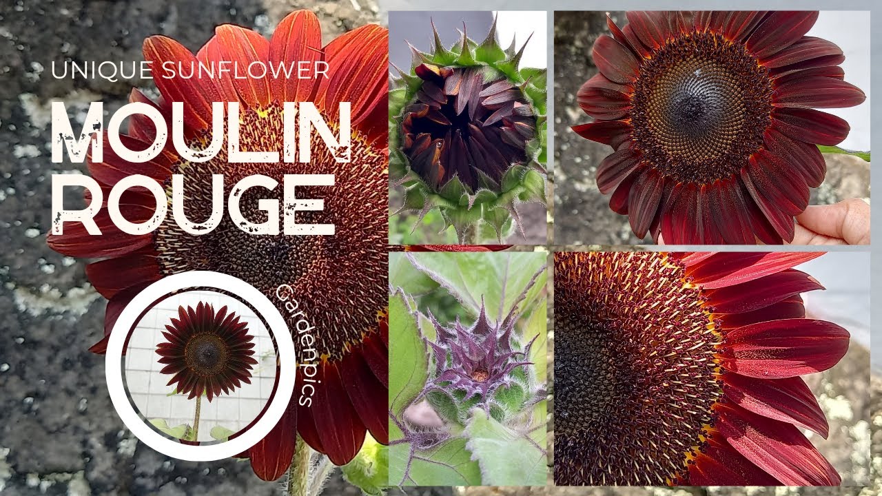 Moulin Rouge Sunflower || Unique Sunflower || Stunning Flower || Happy Gardening