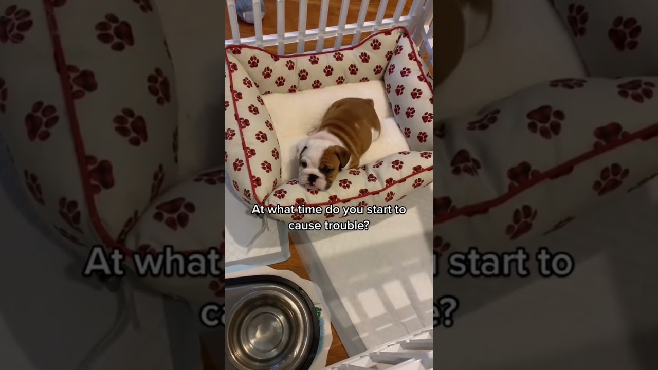 Crazy pup!! #cute #dog #dogs #dogshorts #dogsoftiktok #funny #puppy #viral #pup