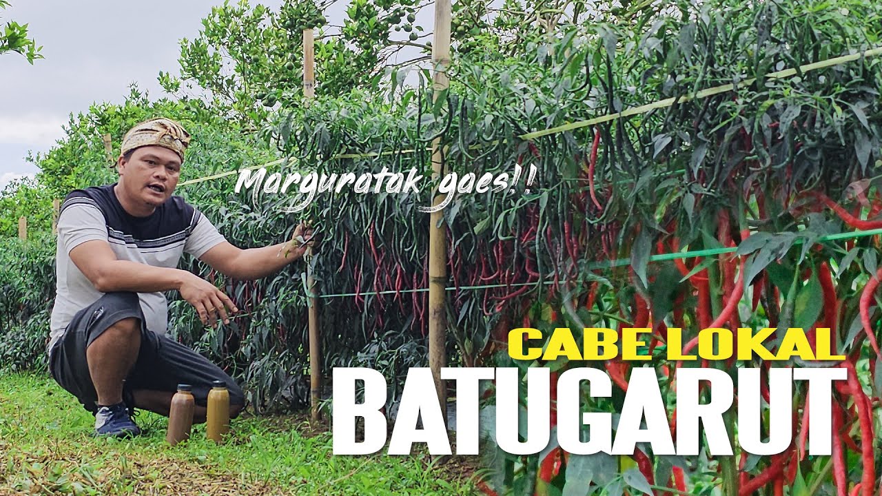 CABE LOKAL BATUGARUT - MARGURATAK GAES !!