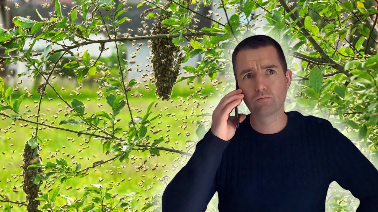 Cueilleur d'essaims - Comment &ecirc;tre contact&eacute; pour r&eacute;cup&eacute;rer des essaims d'abeilles ?